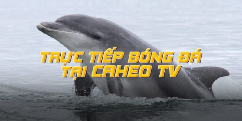 Web Caheo TV